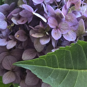 May include: A cluster of light purple hydrangea flowers with four-petaled blooms and prominent green serrated leaves. The petals display subtle variations in color, ranging from soft lavender to pale violet, with visible veins and delicate textures.