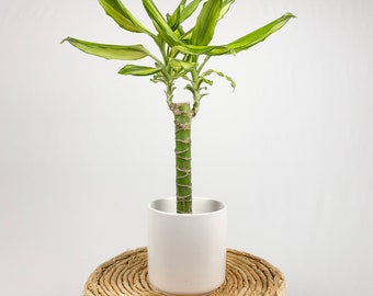 Dracaena Sol Cane with 5" Planter