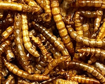 Dried mealworms