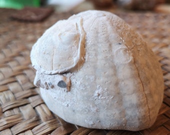 Fossilised sea urchin Echinocorys sulcatus Dalbyover Denmark