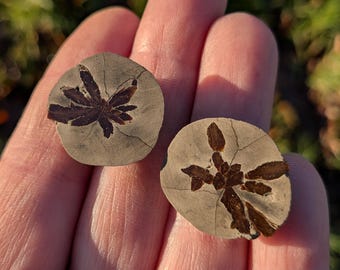 グレンドナイト（方解石に倣ったイカ石）水晶（ロシア産） - 1.2インチ