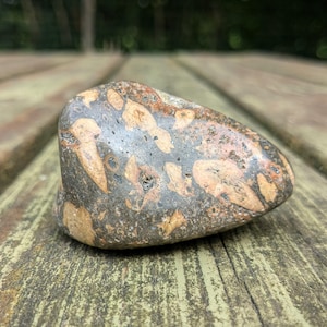 Warm gray porphyry rock with several shades of orange alkali feldspar crystals!