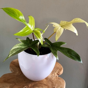 Puede incluir: Una planta variegada con hojas verdes y blancas en una maceta de cerámica blanca. La planta está sentada sobre una superficie de madera.