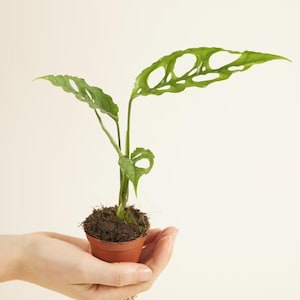 Può includere: Una piccola pianta in vaso con foglie verdi che hanno dei buchi. La pianta è tenuta nella mano di una persona.