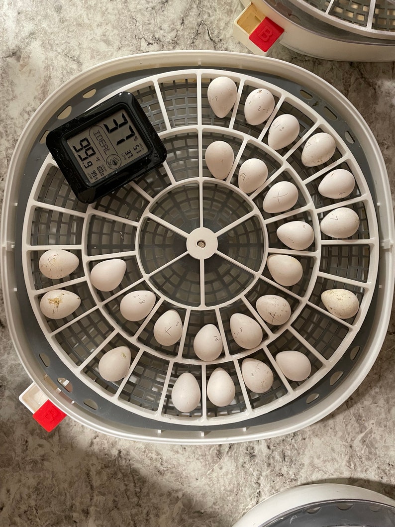 Quail Egg Turner for Nurture Right 360 Incubator Tray for Cotournix