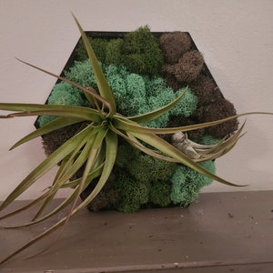 Preserved Moss Wall Art with Living Air Plants