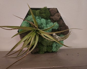 Preserved Moss Wall Art with Living Air Plants