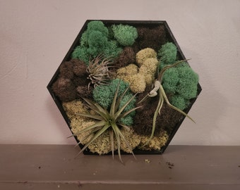 Arte della parete di muschio conservata con piante viventi dell'aria