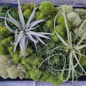Preserved Moss Wall Art with Living Air Plants