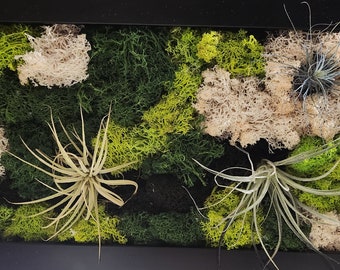 Arte murale di muschio conservata con piante aeree viventi