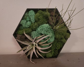 Arte della parete di muschio conservata con piante viventi dell'aria-- questa ***venduta***