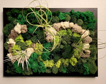 SOLD  - Preserved Moss Wall Art with Living Air Plants