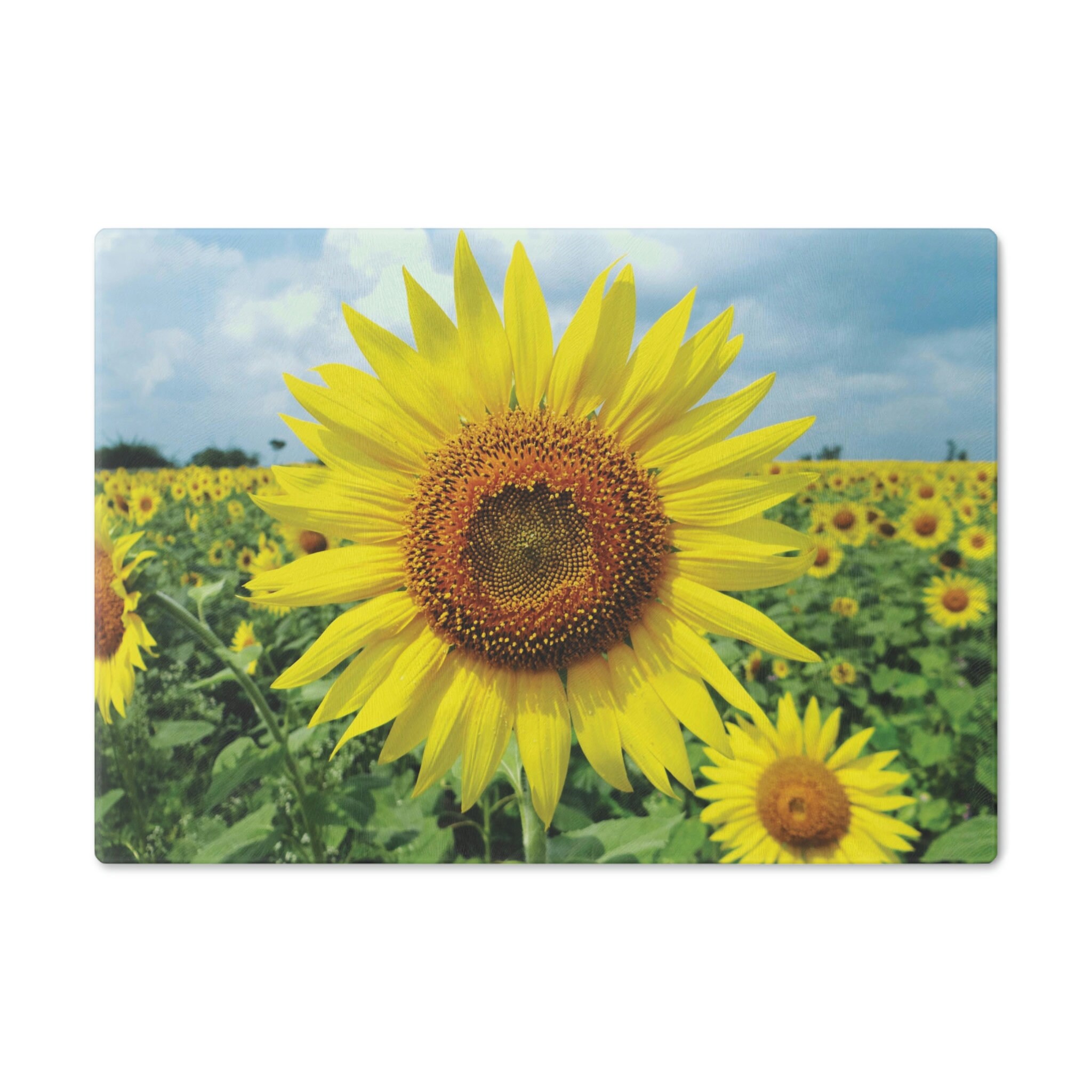 Sunflower Cutting Board, Sunflower Decor, Glass Cutting Board