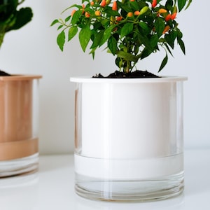 Może przedstawiać: Dwie rośliny doniczkowe, jedna z różowymi kwiatami, a druga z pomarańczowymi papryczkami, w przezroczystych doniczkach z plastikowym zbiornikiem na wodę w kolorze białym i brązowym.