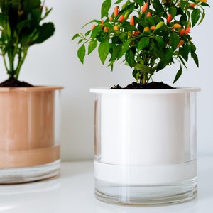 Puede incluir: Dos macetas auto-riego de plástico transparente, una con una capa exterior marrón y otra con una capa exterior blanca. La maceta de la izquierda contiene una planta con flores rosas. La maceta de la derecha contiene una planta verde con pequeños pimientos naranjas.