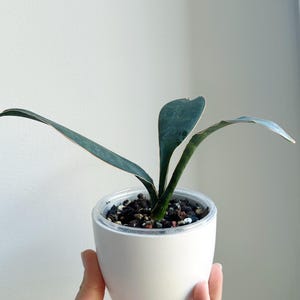 Sansevieria płetwa wieloryba (3 odmiany)