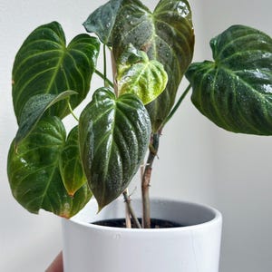 Philodendron splendide