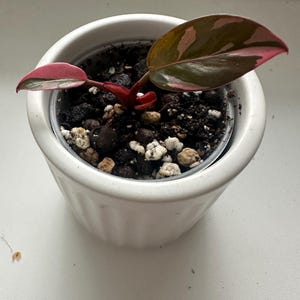 Philodendron Pink Princess