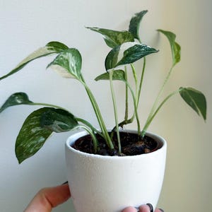 Epipremnum pinnatum albo variegata