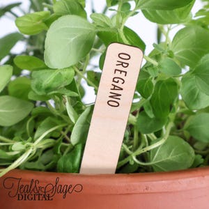 Può includere: Un segnaposto per piante in legno con la scritta "OREGANO" in lettere nere è inserito in un vaso di origano. La pianta di origano ha foglie verdi vibranti ed è in un vaso di terracotta.