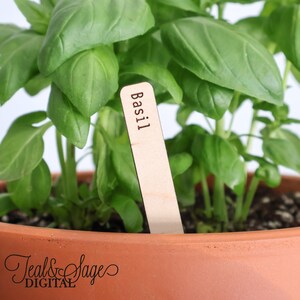 May include: A terracotta pot with a basil plant and a wooden plant marker. The marker is light-colored and has the word "Basil" printed on it in a simple, sans-serif font. The basil leaves are a vibrant green.