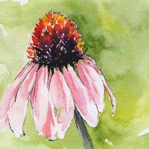 Echinacea flower line and wash original watercolor pink coneflower pen and ink illustration sketch painting 6x8