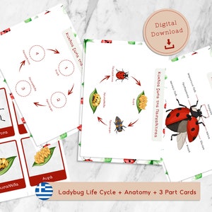 Greek Ladybug Life Cycle Anatomy  3 Part Cards Montessori learning nature Nomenclature Flash Cards Homeschooling Activities