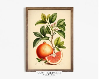 Printable Grapefruit Botanical, Fruit Art Print, Wall Art Digital Download
