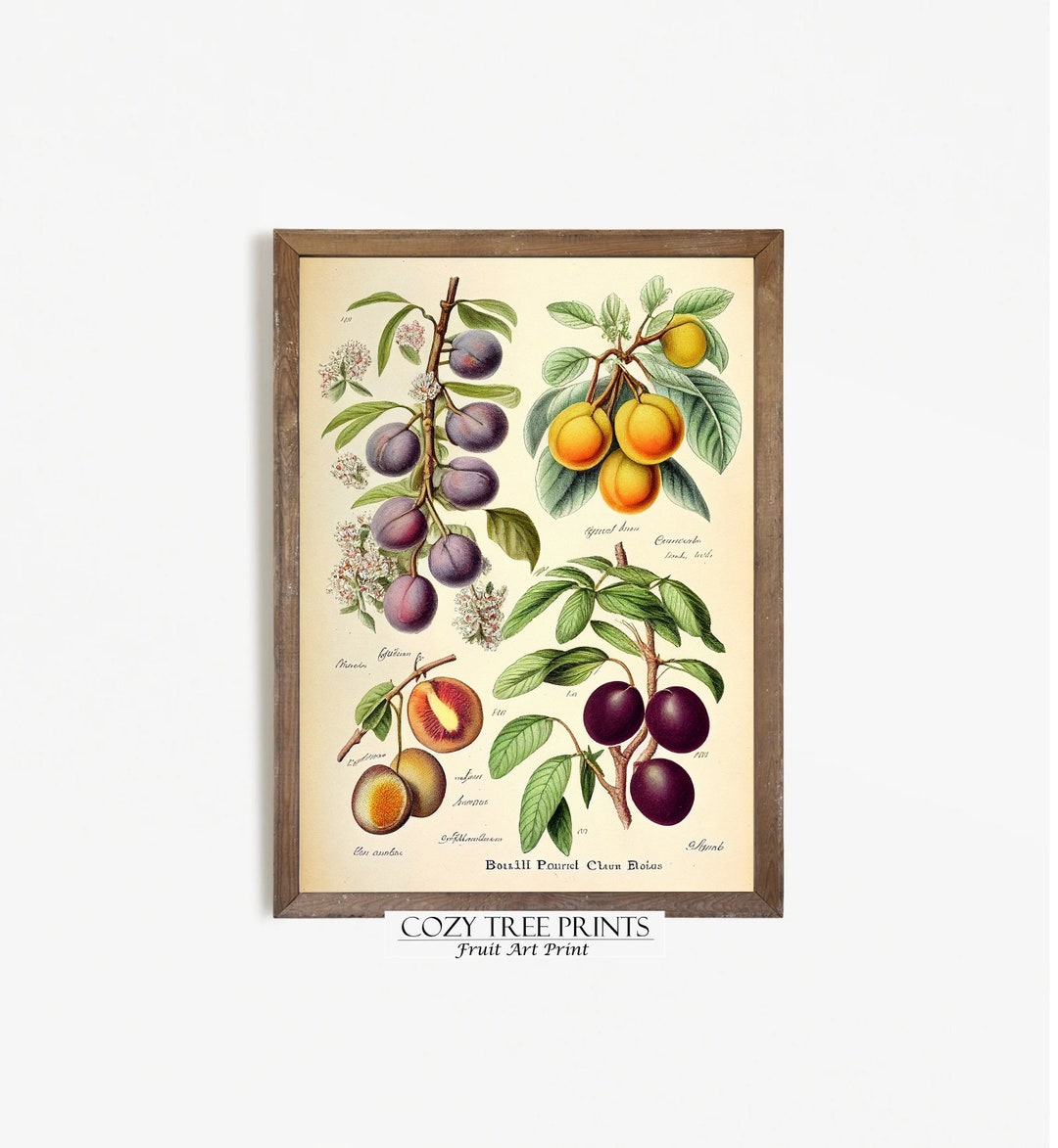 Printable Plum Varieties Botanical, Fruit Art Print, Wall Art Digital