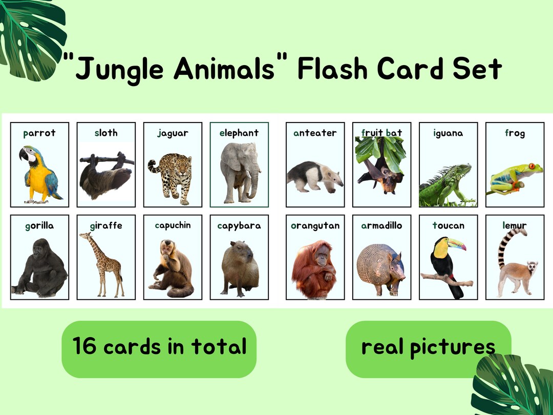 Jungle Animals Flash Card Set Version Two Etsy