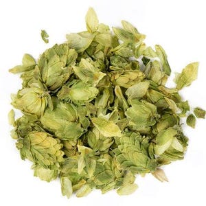 Kwiaty chmielu (Humulus lupulus)