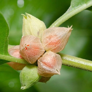 Ashwagandha (Withania somnifera) Seeds image 2