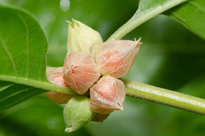 Ashwagandha (Withania somnifera) Seeds image 2