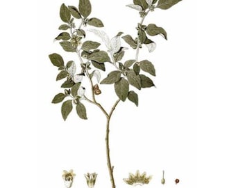 Ashwagandha (Withania somnifera) Seeds