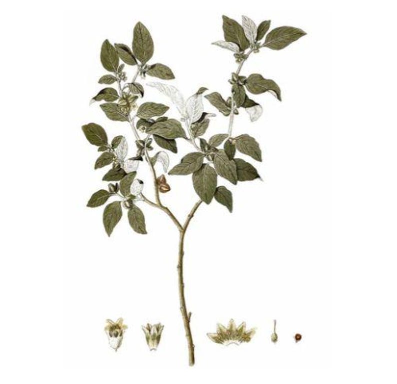 Ashwagandha (Withania somnifera) Seeds image 1