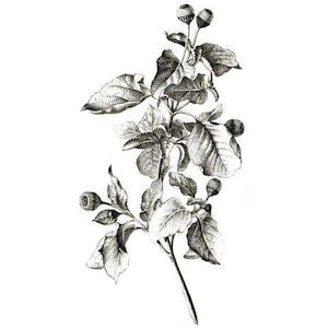 May include: Detailed black and white botanical illustration of a plant stem with leaves and berries. The leaves have intricate shading, and the berries are small and round. The artwork is set against a clean white background.