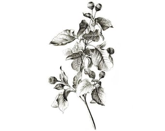 Spilanthes (Acmella oleracea) Seeds