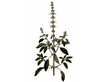 Tulsi Temperate (Ocimum sp.) Seeds