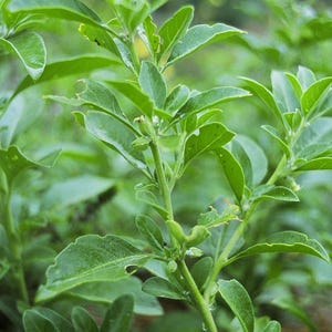 Ashwagandha (Withania somnifera) Seeds image 3