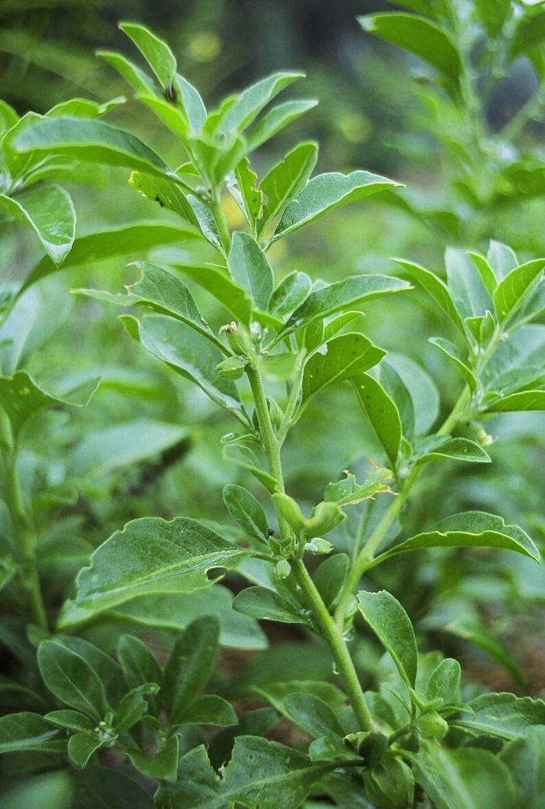 Ashwagandha (Withania somnifera) Seeds image 3