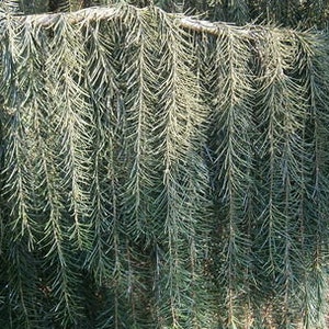 Puede incluir: Primer plano de un árbol conífero con largas y delgadas agujas verdes que cuelgan. Las agujas están densamente empaquetadas y crean una textura suave y plumosa.