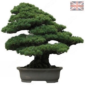 Semi di bonsai di pino nero giapponese – 10 semi vitali