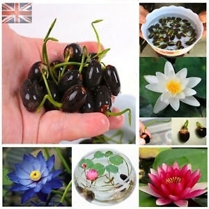 Puede incluir: Una colección de semillas de nenúfar, algunas con brotes, en una mano. Otras imágenes muestran las semillas en un cuenco de agua, una flor de nenúfar blanca, una flor de nenúfar azul, una flor de nenúfar rosa y un pequeño cuenco de vidrio con una planta de nenúfar creciendo en él.