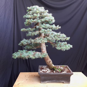 Blue Spruce Bonsai, Picea Pungens Glauca Tree – 10 Viable Seeds