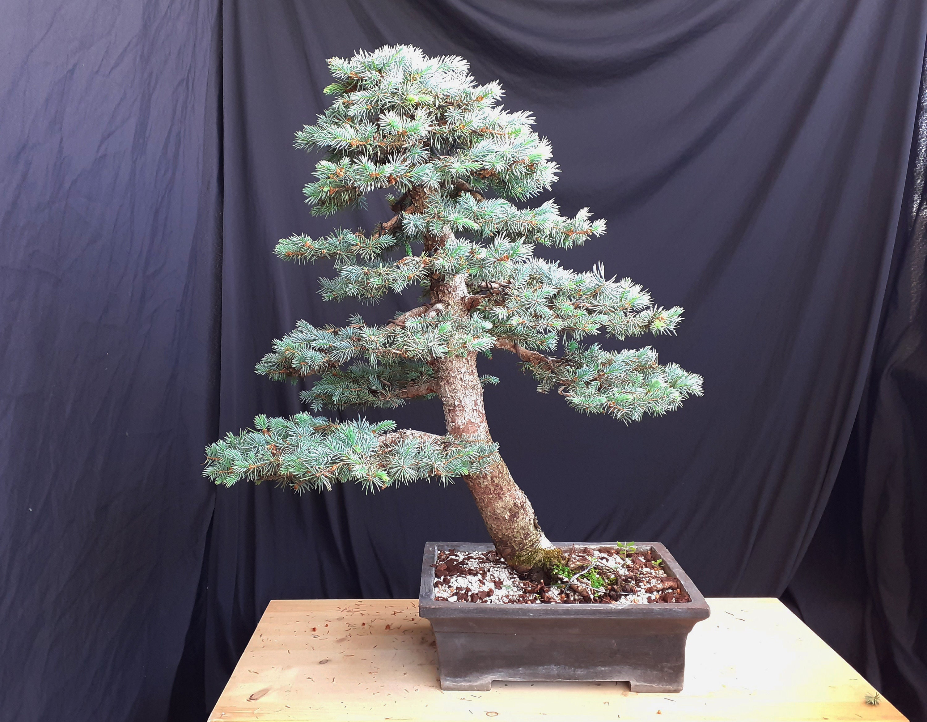 アトラスシーダー　グラウカ　大型 blue-atlas-cedar-cedrus-