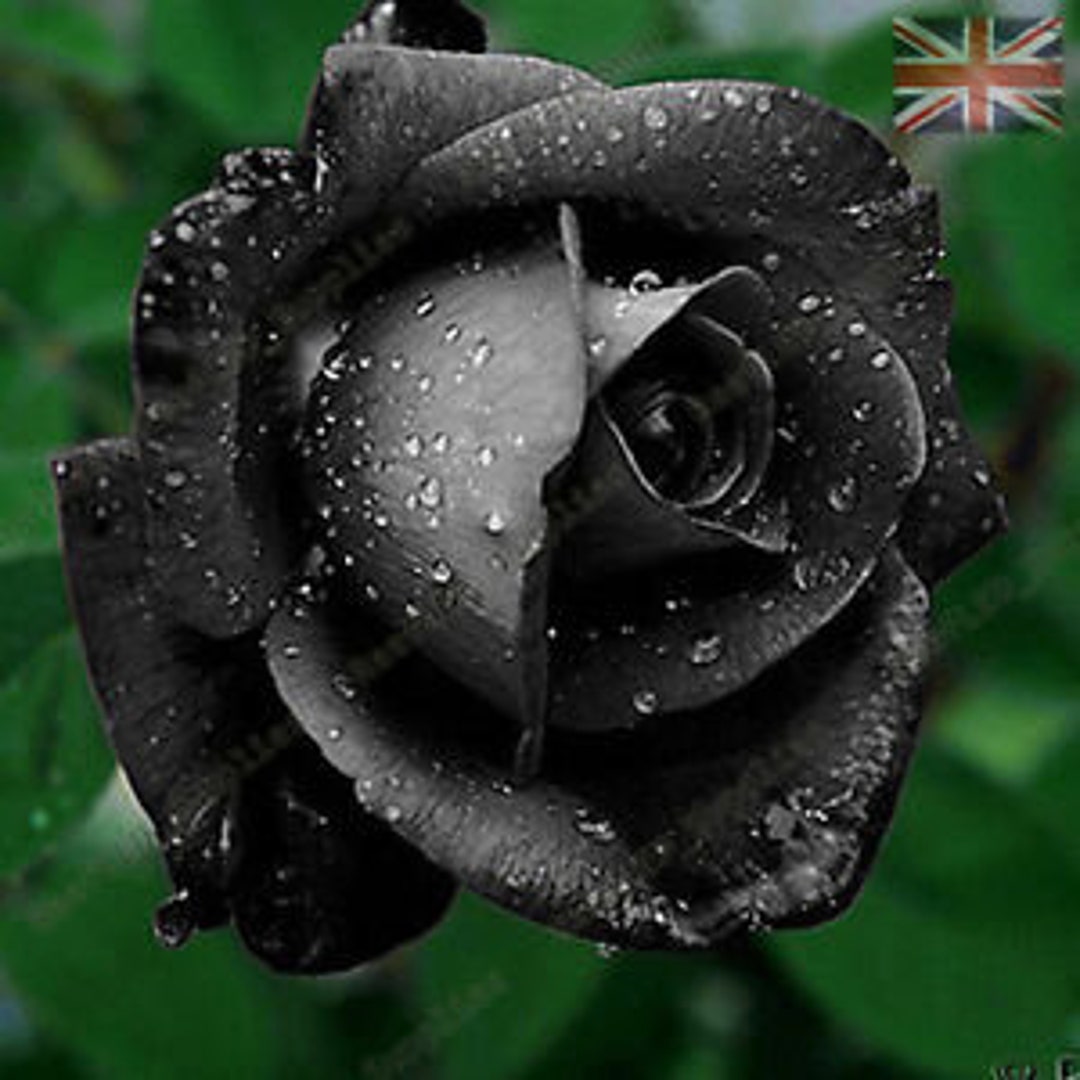 Black Rose Flower Seeds - Garden Plants – 10x Viable Seeds - Etsy UK