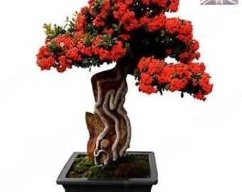 Pyracantha Scarlet Firethorn Bonsai Tree – 10 Żywych Nasion