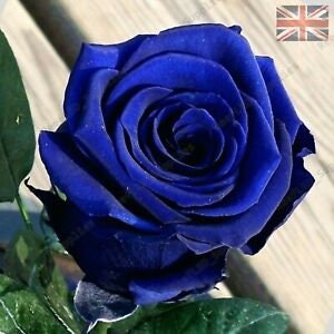 Blue Rose Flower Seeds - Garden Plants – 10x Viable Seeds
