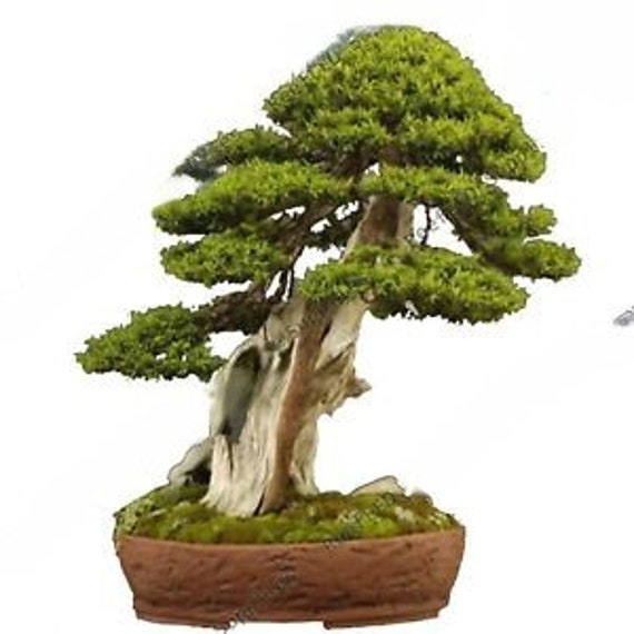 Japanische Lrche Bonsai, Larix kaempferi - Gmalinii Baum - 10 Samen -  Etsy.de