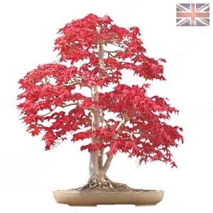 Acer palmatum Bonsai, Japansk Lönn, Litet Blad - 10x Färska Livskraftiga Frön